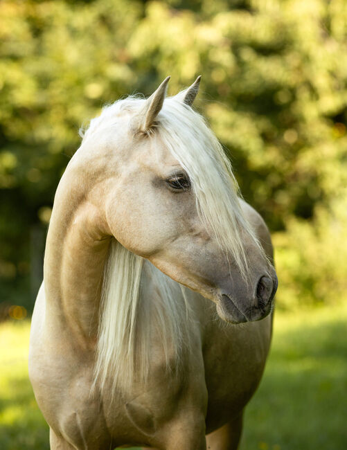 Jarana CII - PRE Pura Raza Espanola, Stute, 4 Jahre, Palomino, WOW Pferd  (WOW Pferd), Horses For Sale, Bayern - Attenkirchen