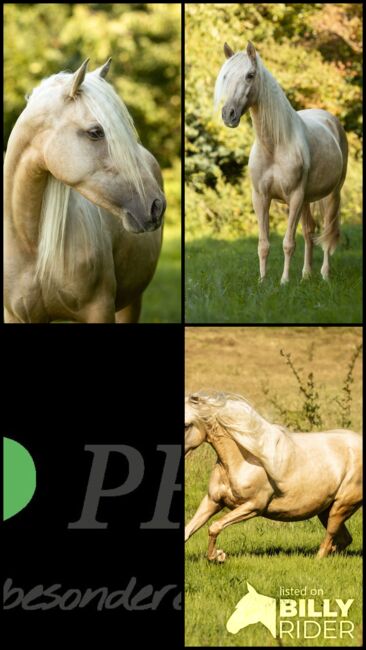 Jarana CII - PRE Pura Raza Espanola, Stute, 4 Jahre, Palomino, WOW Pferd  (WOW Pferd), Horses For Sale, Bayern - Attenkirchen, Image 7