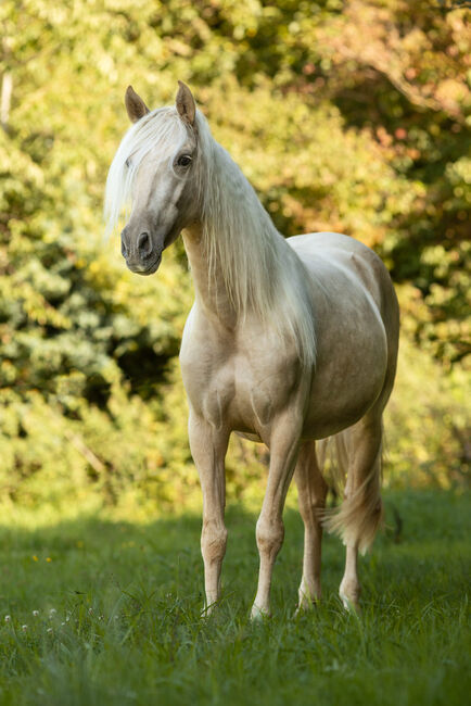 Jarana CII - PRE Pura Raza Espanola, Stute, 4 Jahre, Palomino, WOW Pferd  (WOW Pferd), Horses For Sale, Bayern - Attenkirchen, Image 4