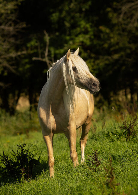 Jarana CII - PRE Pura Raza Espanola, Stute, 4 Jahre, Palomino, WOW Pferd  (WOW Pferd), Pferd kaufen, Bayern - Attenkirchen, Abbildung 5