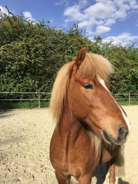 Jarl sucht einen neuen Lebenspartner, Melissa, Horses For Sale, Ratingen, Image 3