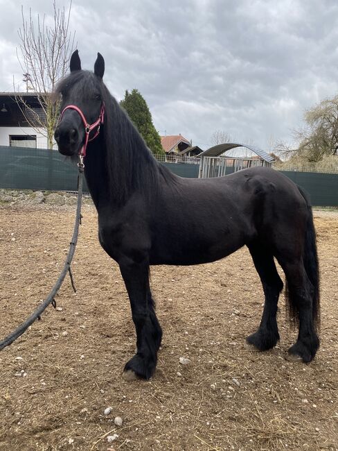 Aufgeweckte Stute zu verkaufen, Friedhelm Hanusch , Konie na sprzedaż, Feldkirchen