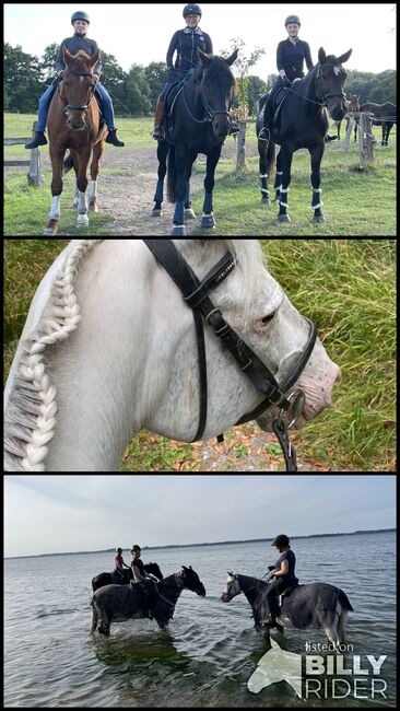 Reiten ohne Angst, Christine Wendtland-Meins, Terapia i leczenie, Altenhof , Image 4