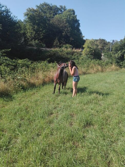 Reitbeteiligung (Reiterin sucht), Lena-Marie, Horse Sharing
, Solingen, Image 2