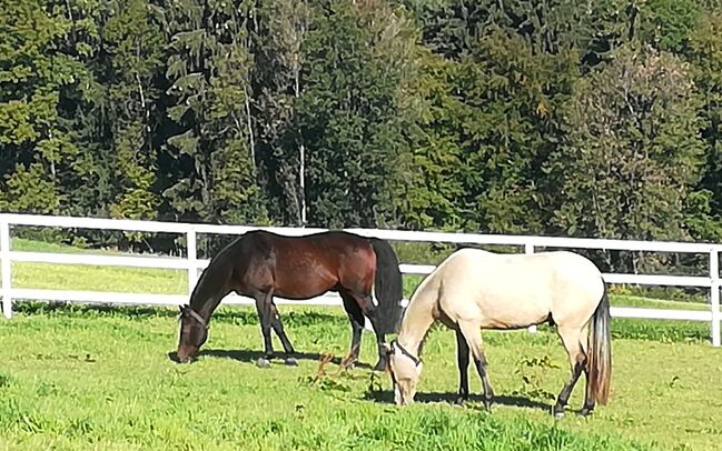Reitbeteiligung Graz-Umgebung, Tina, Horse Sharing
, Gratkorn , Image 5