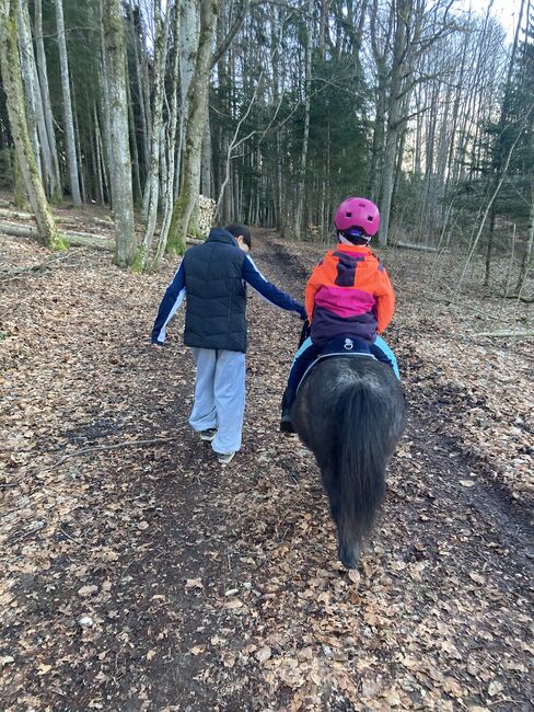 Reitbeteiligung, Bianca, Horse Sharing
, Attersee, Image 3