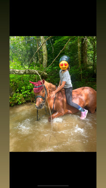 Reitbeteiligung, Tamia, Horse Sharing
, Bregenz, Image 4