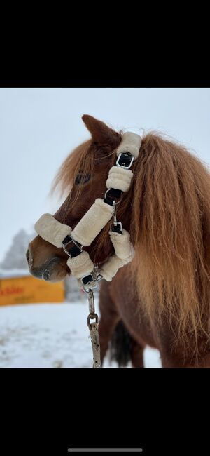 Reitbeteiligung, Tamia, Horse Sharing
, Bregenz