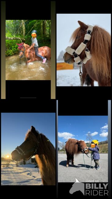 Reitbeteiligung, Tamia, Horse Sharing
, Bregenz, Image 5