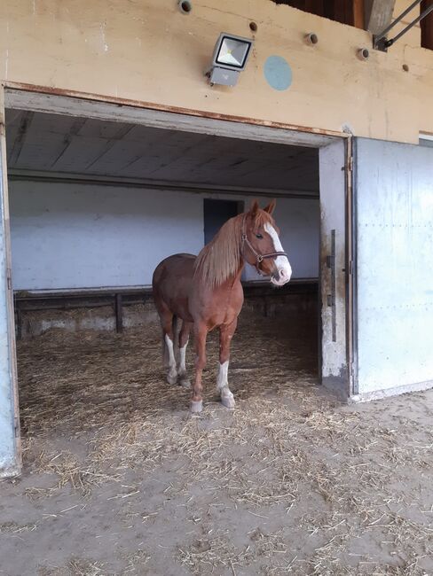Reitbeteiligung, Anna, Horse Sharing
, Graz