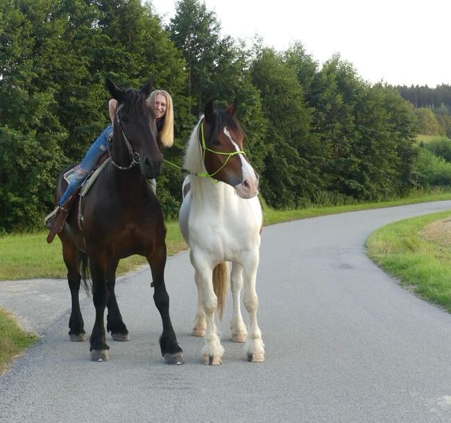 Reitbeteiligung, Julia Aichinger, Horse Sharing
, Gunskirchen, Image 2