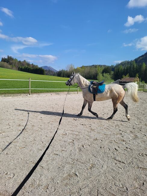 Reitbeteiligung, Michi , Horse Sharing
, Hof bei Salzburg, Image 3