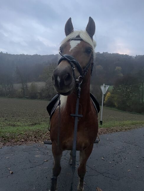 Reitbeteiligung, Johnna, Horse Sharing
, Straden 