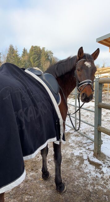 Reitbeteiligung, Lena Jelinek, Horse Sharing
, Voitsberg 