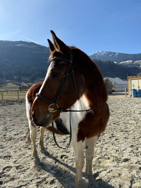 Reitbeteiligung, Sandra Rinker, Horse Sharing
, Wattens, Image 3
