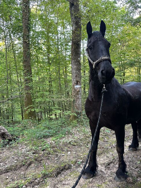 Reitbeteiligung, Corina Schäf, Horse Sharing
, Oppenweiler 