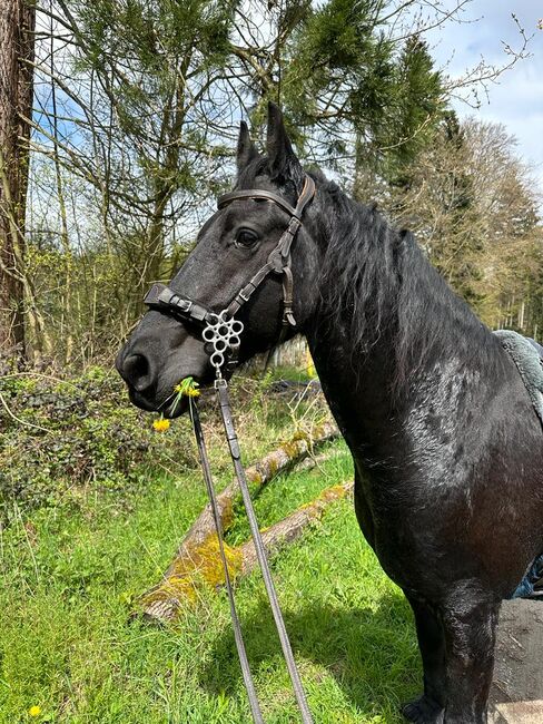 Reitbeteiligung, Corina Schäf, Horse Sharing
, Oppenweiler , Image 3