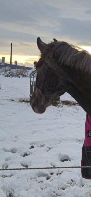 Reitbeteiligung, Julia, Horse Sharing
, Rheinfelden , Image 2