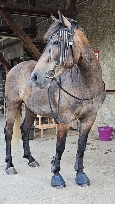 Reitbeteiligung, Julia, Horse Sharing
, Rheinfelden , Image 7