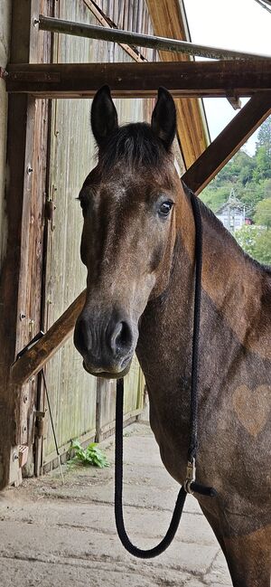 Reitbeteiligung, Julia, Horse Sharing
, Rheinfelden , Image 5