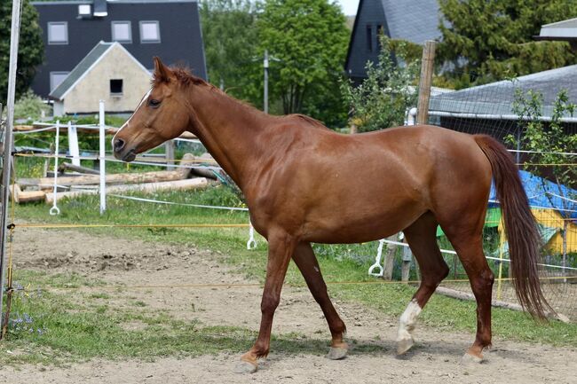 Reitbeteiligung, Tanja Hochhaus , Horse Sharing
, Schwarzenberg, Image 5