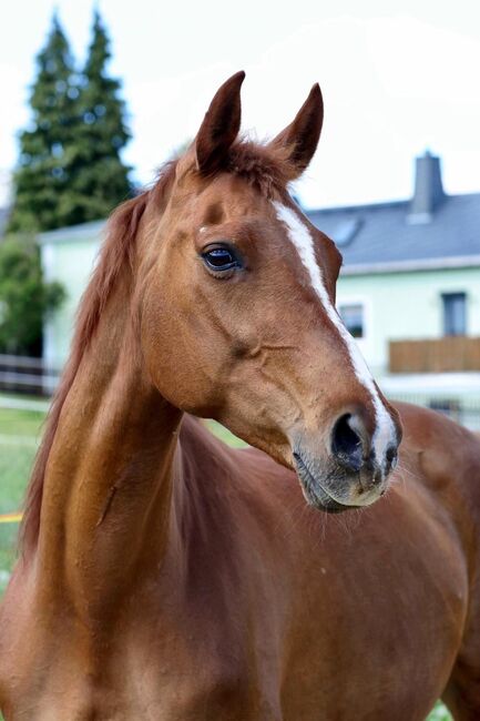 Reitbeteiligung, Tanja Hochhaus , Horse Sharing
, Schwarzenberg