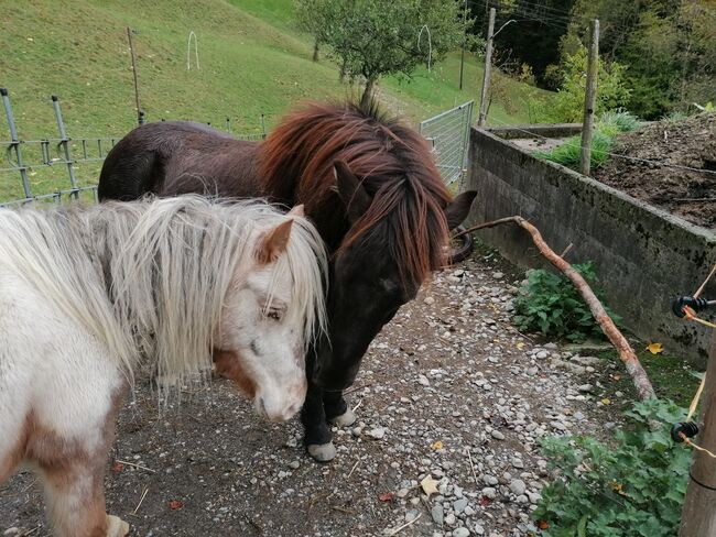 Reitbeteiligung, Dane, Horse Sharing
, Escholzmatt