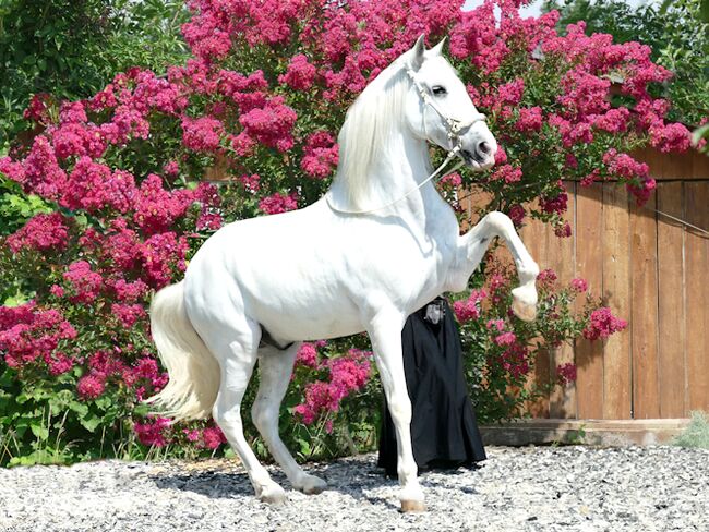 Reitkunst, Barockreiten, Bodenarbeit, Reitlehrer, Reitlehrerin, Kerstin Heyn - Feine Reitkunst (Sprint GmbH - Feine Reitkunst), Nauka jazdy konnej, Freiburg, Image 13