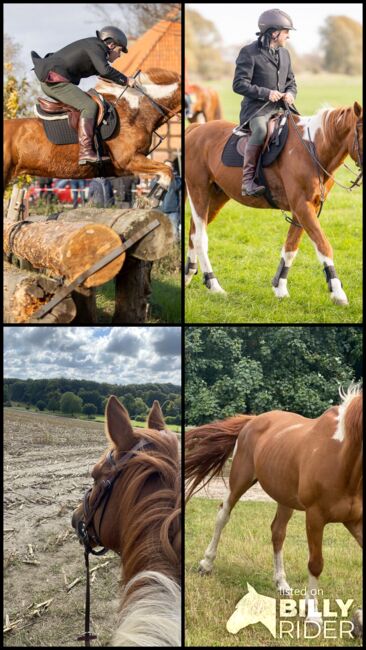 Jimmy odd socks, Joseph Connolly, Horses For Sale, Bruchhausen-Vilsen, Image 8