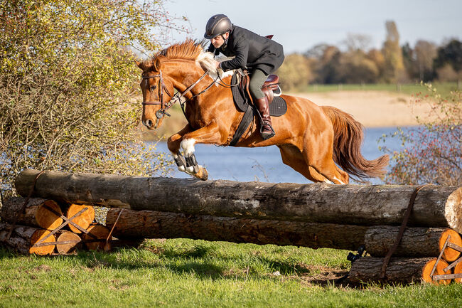 Jimmy odd socks, Joseph Connolly, Horses For Sale, Bruchhausen-Vilsen, Image 2