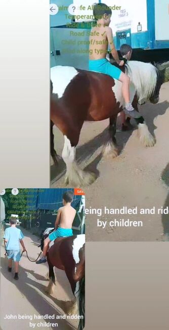 John- 14hh 4-year-old cob gelding, Shirley, Horses For Sale, Rainham, Essex 