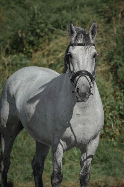 Jolly sucht ihr neues Zuhause 🩶, Reitstall Altenfelden (Reitstall Altenfelden), Horses For Sale, Altenfelden