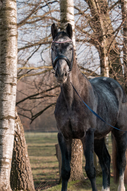 Junger braver Oldenburger Freizeit pferd Umsteiger pferd, Farina, Horses For Sale, Bramsche, Image 2