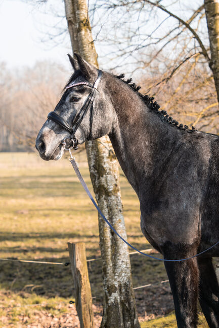 Junger braver Oldenburger Freizeit pferd Umsteiger pferd, Farina, Horses For Sale, Bramsche, Image 3