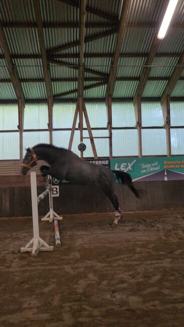 Junger braver Oldenburger Freizeit pferd Umsteiger pferd, Farina, Horses For Sale, Bramsche, Image 3