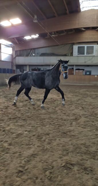 Junger braver Oldenburger Freizeit pferd Umsteiger pferd, Farina, Horses For Sale, Bramsche, Image 6