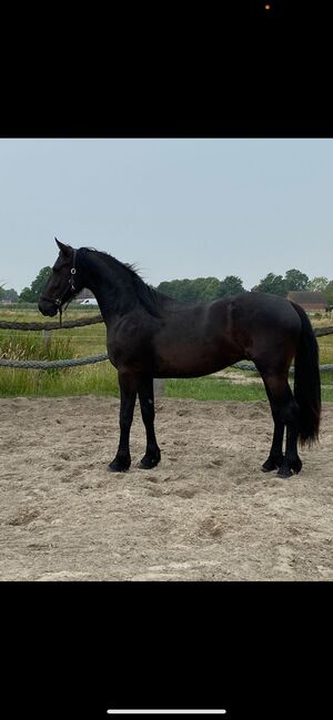 Jungpferd, Schoolmann , Horses For Sale, Hinte, Image 4