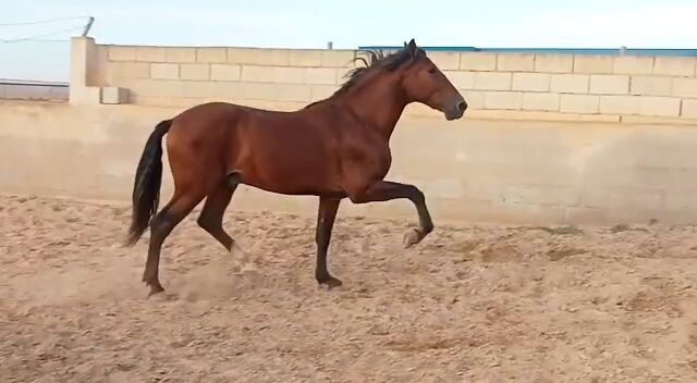 Junger schicker PRE Wallach, Traumpferd PRE  (Traumpferd PRE ), Horses For Sale, Friesenhagen , Image 6