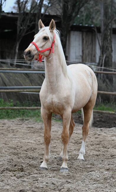 Jeune entier Cruzado OC (Origines connues) PRE PSL, Arcangelo , Horses For Sale, Châteaurenard