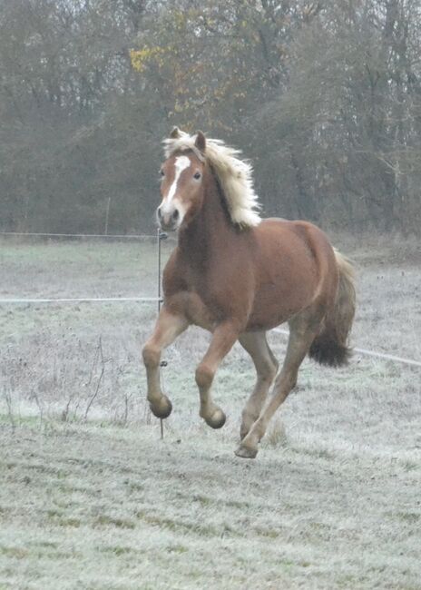 Nachwuchshaflinger mit Top Abstammung sucht neues Zuhause, F.L, Horses For Sale, Würzburg, Image 3