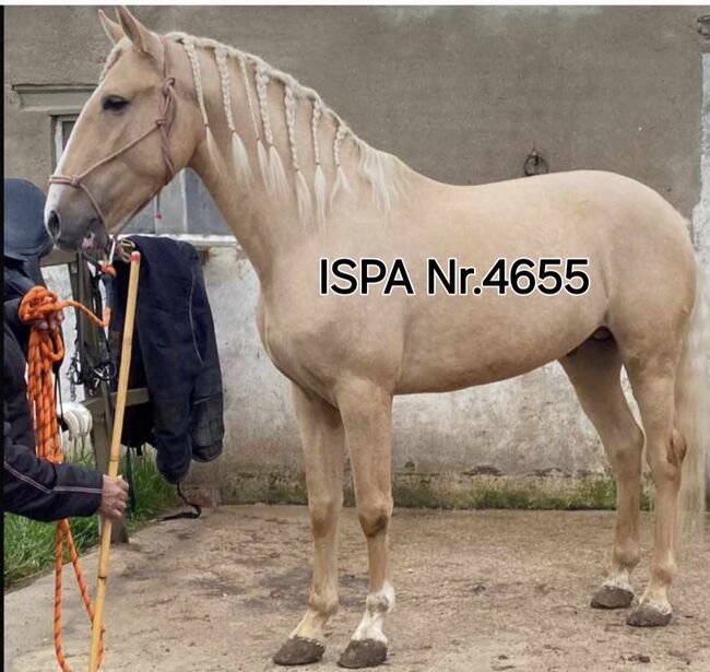 Junger Lusitano in Sonderfarbe, ISPA - Iberische Sportpferde Agentur (ISPA - Iberische Sportpferde Agentur), Horses For Sale, Bedburg, Image 2