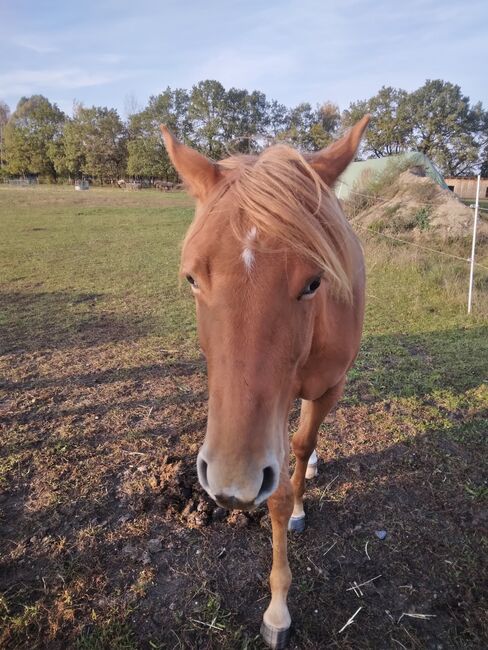 Jungpferd Stute, Wilma Wildfang, Horses For Sale, Königswartha, Image 5