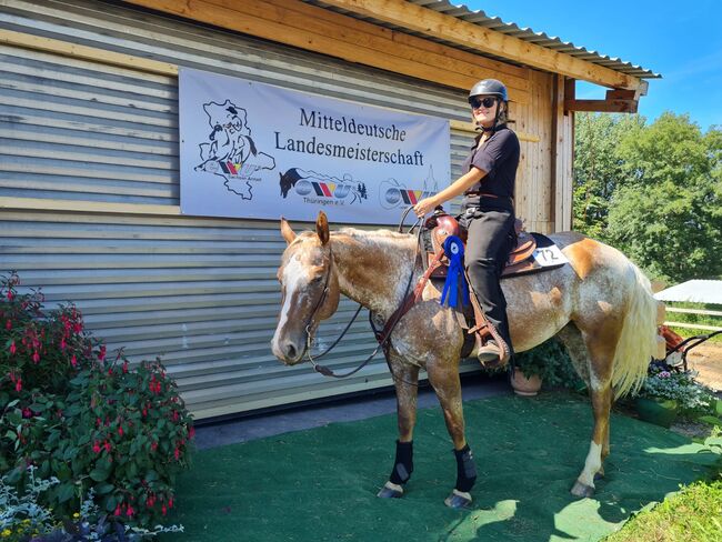 Jungpferd Stute, Wilma Wildfang, Horses For Sale, Königswartha, Image 5