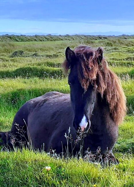 Jungstute mit Splash und viel Tölt, Islandpferde-aus-Island, Horses For Sale, Südisland