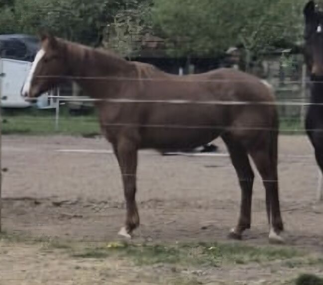 Junge Stute zum selbst ausbilden, Mim, Horses For Sale, Ilbesheim bei Landau in der Pfalz