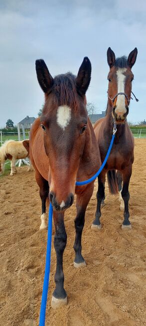 Junge Stute sucht besonderes Zuhause, Tina, Horses For Sale, Döbeln, Image 4