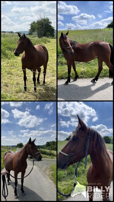 Jungstute zu verkaufen, Annika Seibel , Horses For Sale, Herborn, Image 6