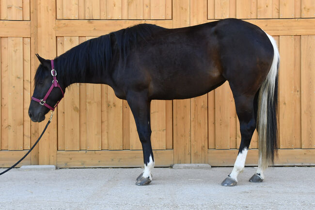 Junge, unverbrauchte Paint Stute mit lieben Charakter, Hana Hartl, Horses For Sale, Oberndorf bei Raabs, Image 3