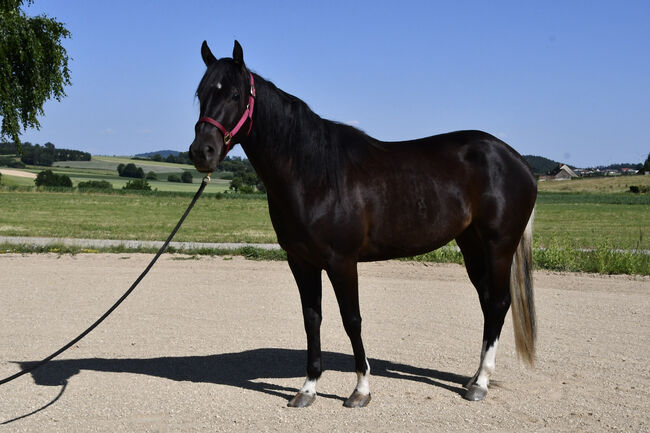Junge, unverbrauchte Paint Stute mit lieben Charakter, Hana Hartl, Horses For Sale, Oberndorf bei Raabs, Image 4