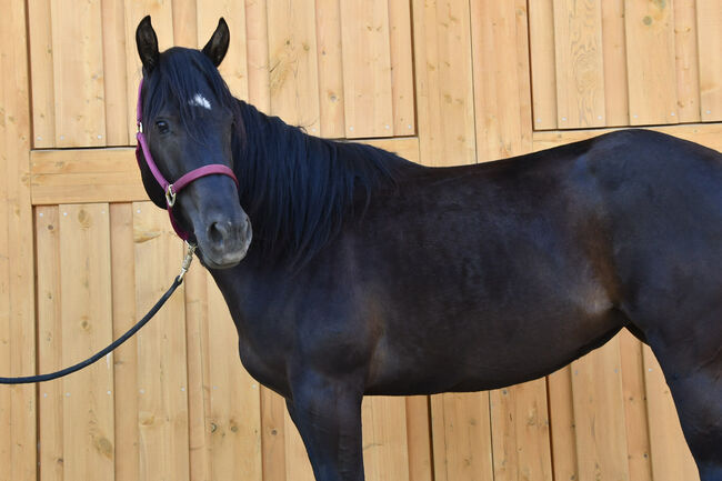 Junge, unverbrauchte Paint Stute mit lieben Charakter, Hana Hartl, Horses For Sale, Oberndorf bei Raabs, Image 5